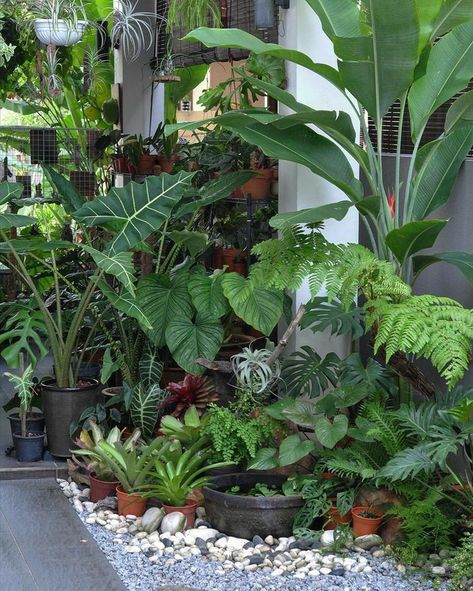 Potted Garden Ideas, Outdoor Plants In Pots, Pot Garden Ideas, Indoor Plants Decor, Small Tropical Gardens, Dream Garden Backyards, Tropical Patio, River Rock Garden, Indoor Plant Stand