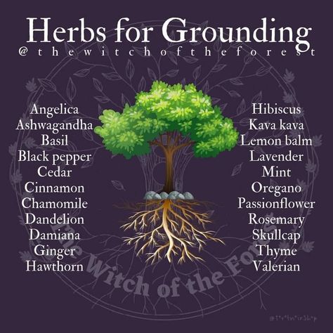 Herbs For Grounding, Witchcraft Healing, Herbal Witch, Herbal Education, Magickal Herbs, Witch Herbs, Medical Herbs, Green Witchcraft, Plant Magic