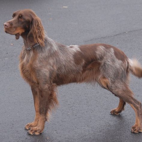 The Picardy Spaniel is a powerful, muscular built dog characterized by an oval shaped head with a long muzzle, low hanging ears, broad chest, and a curved tail.  It was bred as a gun dog for hunting, pointing and retrieving. They are an ideal choice for family pets due to their kind, calm and gentle … Picardy Spaniel, Puppies Pictures, Dog Breeds Pictures, Hunter Dog, Food For Dogs, Every Dog Breed, Spaniel Breeds, Beautiful Dog Breeds, Disabled Dog