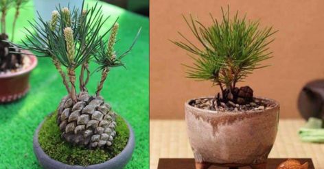 Pinecone Bonsai Diy, How To Grow A Pine Tree, Growing A Pine Tree From A Pinecone, Plant A Pinecone, Plant Pine Cones, Grow Pine Tree From Pine Cone, How To Grow Pine Cones, Grow Tree From Pinecone, Pine Cone Growing