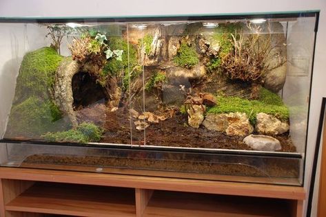 tarantula habitat Gecko Vivarium, Leopard Gecko Habitat, Tarantula Enclosure, Lizard Terrarium, Snake Cages, Pet Tarantula, Diy Reptile, Gecko Habitat, Snake Enclosure