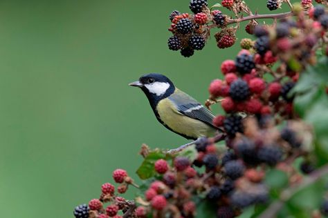 Alys Fowler, Best Edibles, Wild Flower Meadow, Small Shrubs, Wildlife Gardening, Pink And White Flowers, How To Grow Taller, Wildlife Nature, Spring Blossom