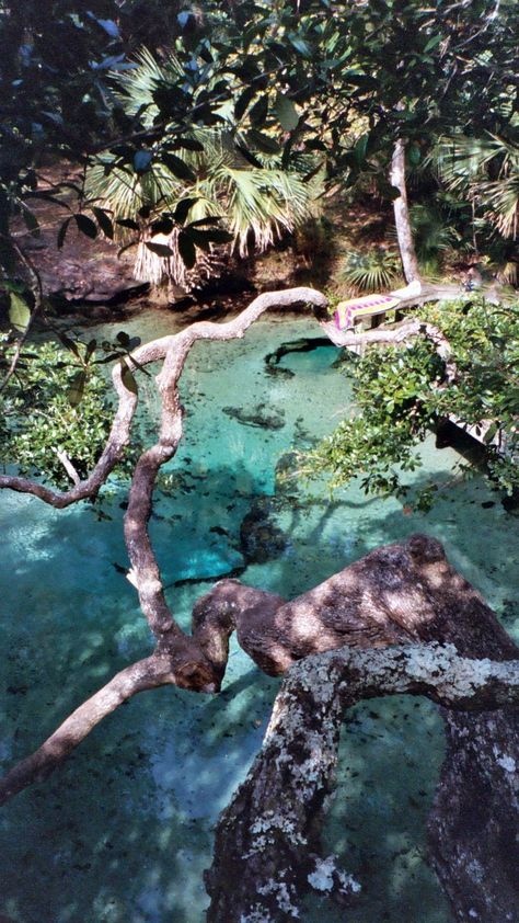 Juniper Springs Florida, Florida Vacation Spots, Powers Art, Florida Travel Destinations, Florida Camping, Vacation Wishes, Southern Travel, Florida Adventures, Secluded Cabin