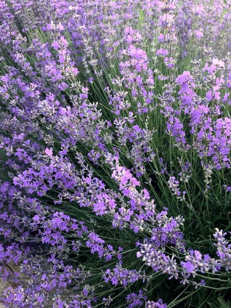 Lavenders Blue Dilly Dilly, Small Widget, Dilly Dilly, Persian Poetry, Tough Day, Lavender Blue, Types Of Flowers, Friendship Gifts, Flower Shop