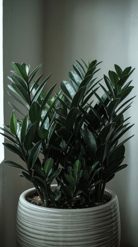 Low-maintenance and stylish, the ZZ plant is a top choice for beginners. It thrives with little light and water! #zzplant #easyplants Zz Plant, Best Plants, Container Gardens, Easy Plants, Unique Features, Cool Plants, Growing Plants, Low Maintenance, Container Gardening