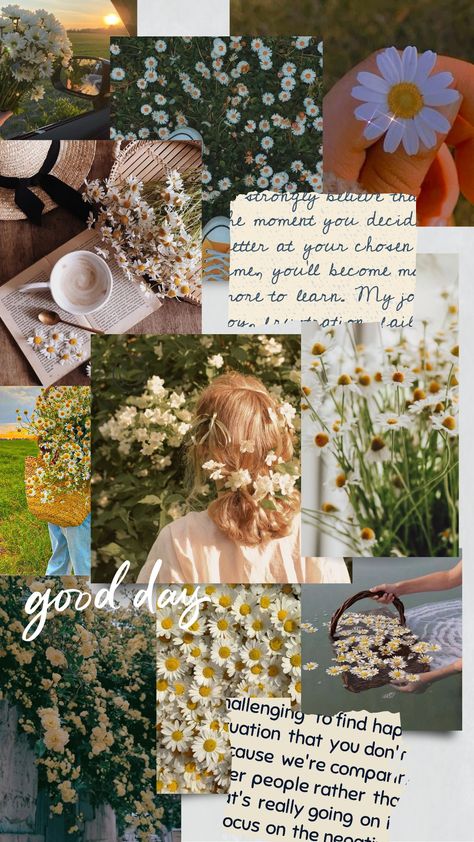 Bunga Daisy Wallpaper, Daisy Athestic, Wallpaper Bunga Daisy Aesthetic, Aster Flower Aesthetic Wallpaper, Daisies Wallpaper Aesthetic, Vintage Daisy Aesthetic Wallpaper, Daisies Aesthetic Wallpaper, Daisy Flower Wallpaper Aesthetic, Daisy Flower Aesthetic Vintage