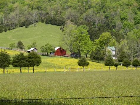 State Symbols, Psychological Thriller, Psychological Thrillers, Queen Bee, Queen Bees, College Life, Landscape Photos, West Virginia, Farmer