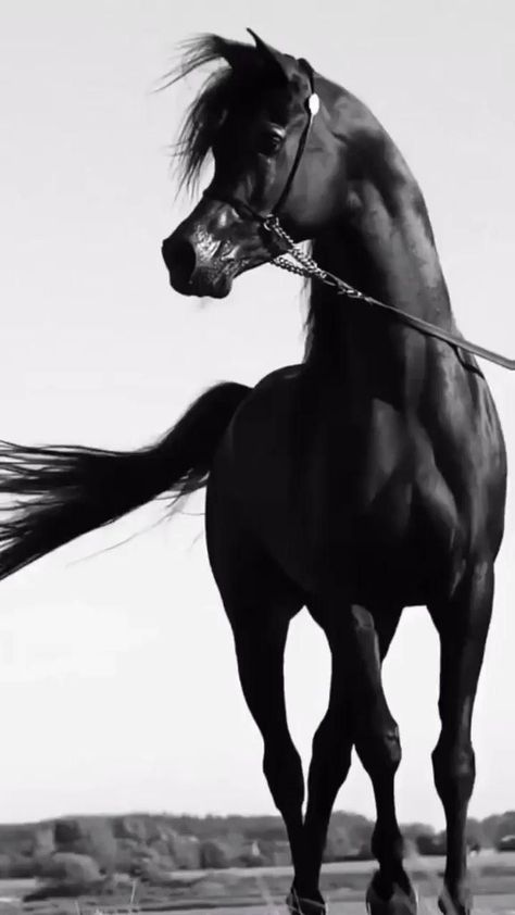 Arabic Horse Wallpaper, Beautiful Horses Wild, Black Arabian Horse, Arabic Horse, Animal Photography Wildlife, Horse Story, Beautiful Arabian Horses, Video Nature, Horse Wallpaper