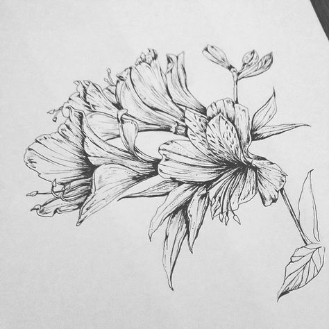 alstroemeria Peruvian Lily Drawing, Lily Of The Incas Tattoo, Alstroemeria Tattoo, Bloom Tattoo, Lilies Drawing, Inca Tattoo, P Tattoo, Peruvian Lilies, Flower Line Drawings