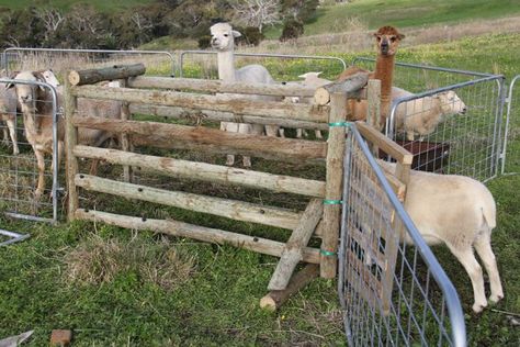 Sheep Corral Ideas, Sheep Handling Equipment, Sheep Farming Ideas, Sheep Pen Ideas, Sheep Fence, Sheep Barn, Learning From Failure, Sheep Pen, Sheep Farming