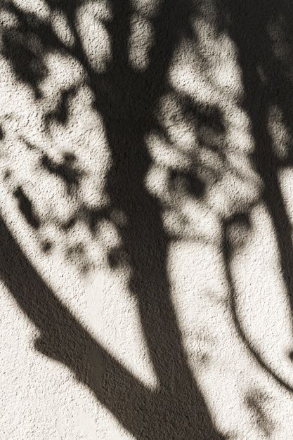 Tree On The Wall, Coffee Berry, Photo Shadow, Fashion Development, Scandinavian Artwork, Shadow Tree, Scenic Painting, Canva Graphics, Tree Shadow