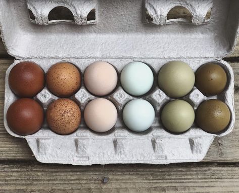 Rainbow eggs from our girls😍 Collecting Chicken Eggs, Feeding Chickens Egg Shells, Cleaning Farm Fresh Eggs, Organic Eggs Farm, Washing Farm Fresh Eggs, Olive Egger, Egg Pictures, Raising Farm Animals, Farm Store