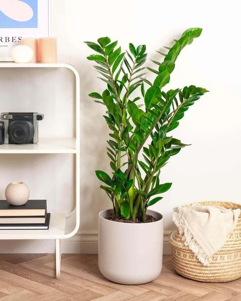 Zzz Plant Care, Zamia Plant, Zz Plant Decor, Zamioculcas Plant, Garcia House, House Feng Shui, Zz Plant Care, Decorating With Plants, Harvest Dining Table