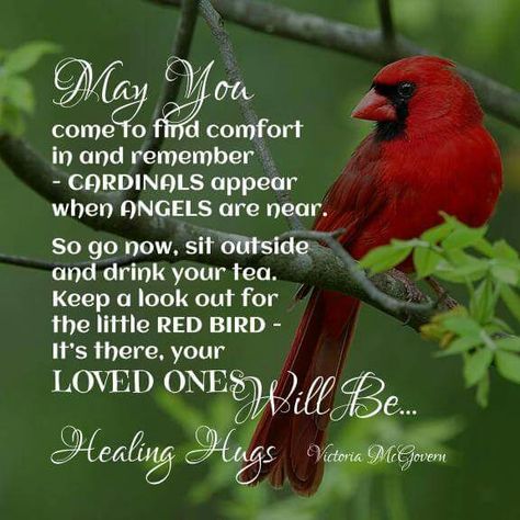 "Cardinals appear when angels are near..." Cardinal Decor, Animal Meanings, Healing Hugs, Diy Paintings, Miss Mom, Dream Meanings, Red Bird, Red Cardinal, After Life