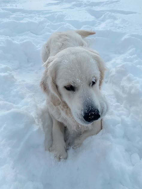 Dogs In Winter, Winter Dogs Aesthetic, Dogs In Snow, Dog Snow, Snow Golden Retriever, Dog In Snow, Golden Retriever Snow, Golden Retriever Puppy Snow, White Dog Breeds