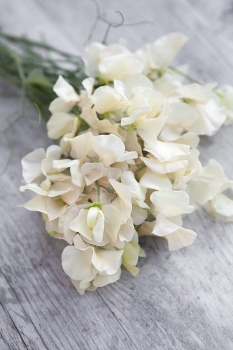 Summer Wedding Floral, Lathyrus Odoratus, Flower Guide, Seed Catalogs, Uk Images, Sweet Peas, Cream Flowers, Citrus Scent, Seed Pods