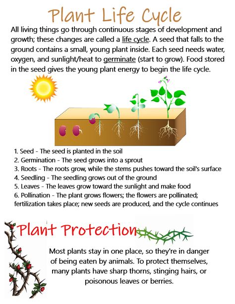 Plant Adaptations Anchor Chart, Plant Life Cycle Worksheet, Agriculture Education, Science Anchor Charts, Biology Facts, Nonfiction Writing, Science Notes, Plant Life Cycle, Learning English For Kids