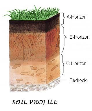 CBSE Papers, Questions, Answers, MCQ ...: CBSE Class 7 - Science ... Layers Of Soil Drawing, Soil In The Environment Grade 3, Soil Grade 3 Science, Soil Profile, Soil Classification, Types Of Soil In India Map, Microbiology Study, Nitrogen Fixation, Earth Drawings