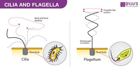 Cilia And Flagella Structure, Cilia And Flagella, What Is Cell, Prokaryotic Cell, Plant And Animal Cells, Cell Organelles, Eukaryotic Cell, Plasma Membrane, Cellular Respiration