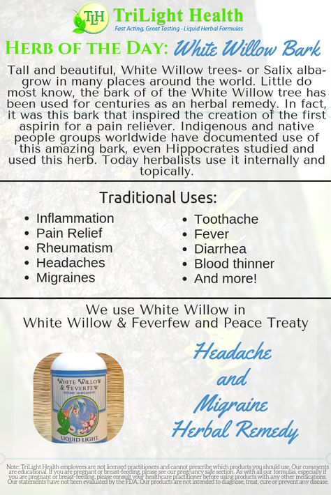 White Willow bark inspired the creation of modern day pain relievers.  Today herbalist worldwide still use this bark for a variety of traditional uses. White Willow Bark Benefits, Willow Bark Benefits, Herb Foraging, Headache Tea, Herb Facts, White Willow Tree, Herbal Education, White Willow Bark, Herbal Remedies Recipes