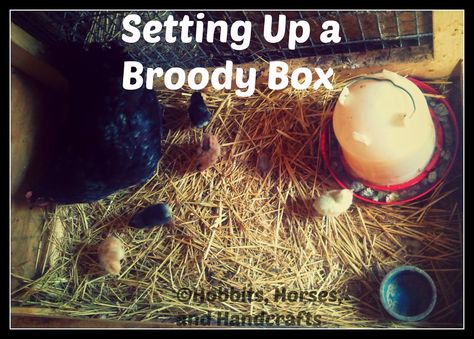 Hobbits, Horses, and Handcrafts: Hatching Chicks with a Broody Hen, Part 3: Setting up a Broody Box Broody Hen House, Chicken Hatching Boxes, Broody Hen Pen, Broody Chicken Set Up, Broody Hen Hatching Eggs, Broody Hen Coop, Broody Hen, Hen Coop, Hatching Chickens