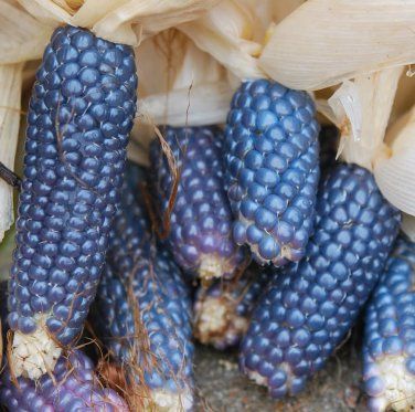 Heirloom Baby Blue Ornamental Miniature Corn Zea mays - 30 Seeds Rainbow Corn, Popcorn Seeds, Blue Vegetables, Blue Popcorn, White Popcorn, Homemade Popcorn, Blue Pumpkin, Indian Corn, Savory Herb