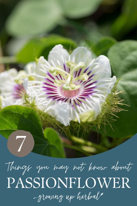 Stuck in a rut with passionflower? Here are 7 little-known ways it has been used in the past. You may be surprised at how many ways this herb can be used! Herbs To Plant Together, Medicine Dream, Grow From Cuttings, Apothecary Storage, Herbs To Plant, Herbs And Their Uses, Medicine Garden, Edible Weeds, Herbal Academy