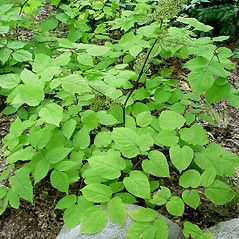 Aralia racemosa (American spikenard): Go Botany Aralia Racemosa, Part Shade Plants, Front Yard Plants, Yard Plants, New England States, Shade Plants, Flower Petals, Botany, Front Yard