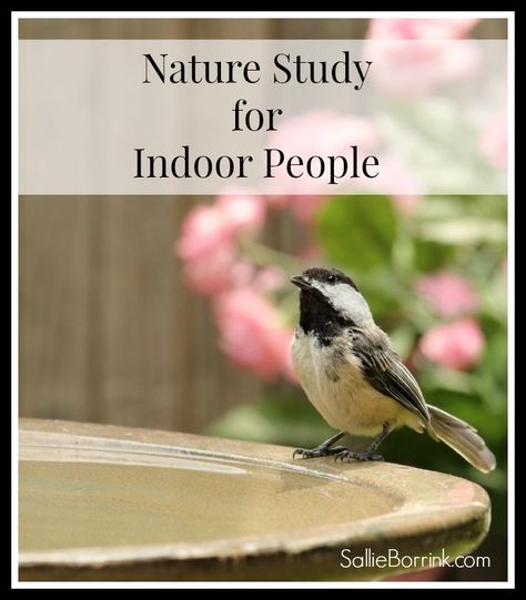 Nature Study Ideas for People Who Prefer to Stay Indoors - SallieBorrink.com Homeschool Music Curriculum, Homeschool Reading Curriculum, Homeschool Art Curriculum, Homeschool Math Curriculum, Homeschool Nature, Homeschool Science Curriculum, Brave Writer, Study Activities, Homeschool Nature Study