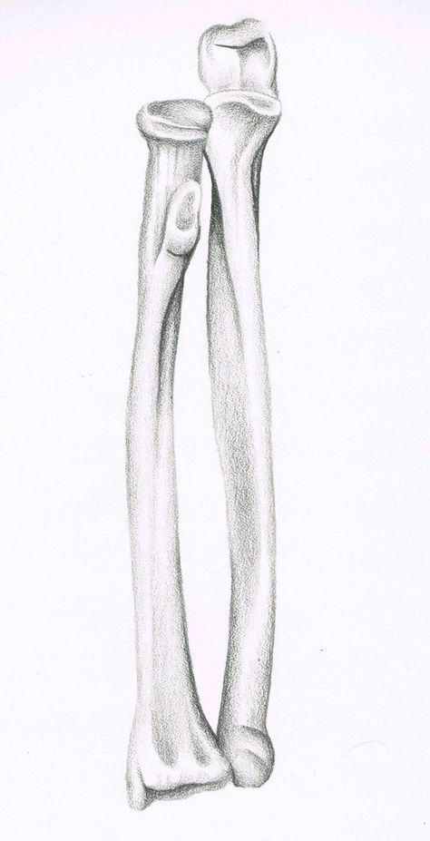 Radius and Ulna Radius And Ulna Anatomy, Ulna Anatomy, Packaging Supplements, Ulna Bone, Radius Bone, Radius And Ulna, Bone Drawing, Human Skeletal System, Arm Bones