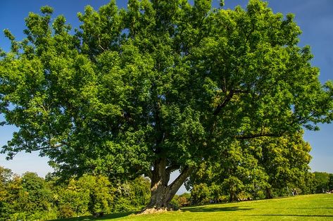 Tree Symbolism, Green Ash Tree, British Nature, Tree Meanings, Honey Jar Spell, Shakespeare Garden, Tree Spirits, Jar Spells, Tree Inspiration