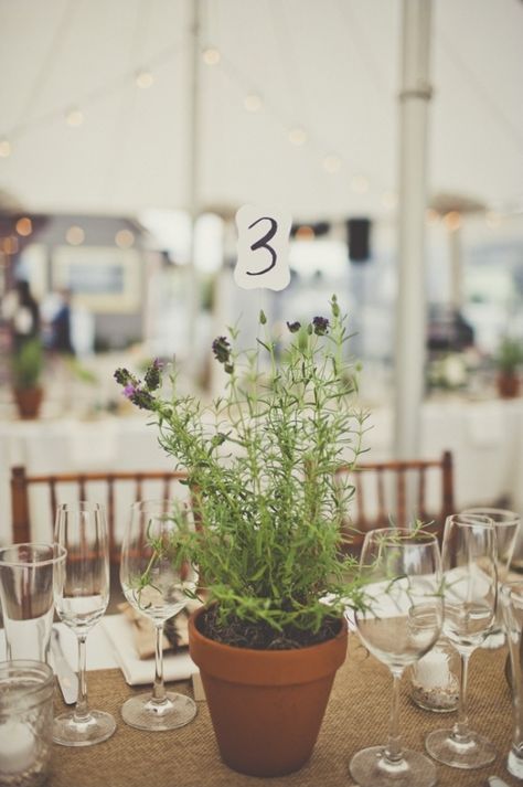 Diy Table Numbers Wedding, Marquee Decor, Teracotta Pots, White Marquee, Tablescape Design, Herb Wedding, Marquee Tent, Potted Lavender, Rainy Day Wedding