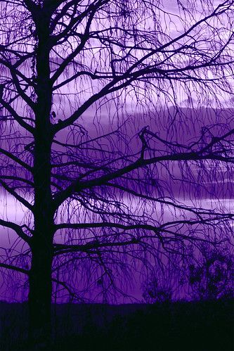 Purple Winter Cypress | Loxahatchee National Wildlife Refuge… | Flickr Purple Sky, The Purple, Trees, Purple, Water