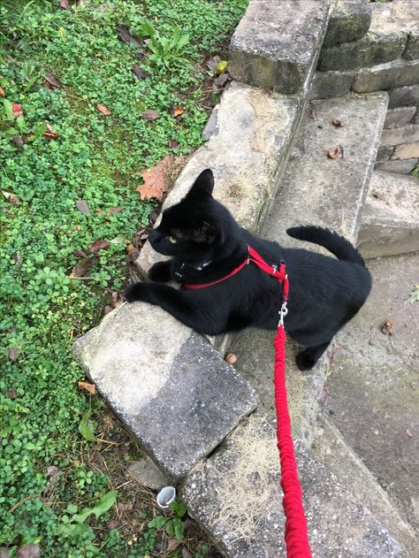 Cat In Harness, Walking A Cat On A Leash, Cat Harness Aesthetic, Cat On Leash Aesthetic, Cats On Leashes, Leash Aesthetic, Cat On Leash, Cat Leash And Harness, Walking Cats