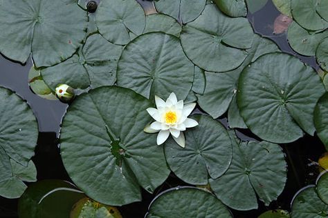 292 Lotus Flowers Floating Top View Stock Photos, Pictures & Royalty-Free Images - iStock Lily Pictures, Koi Painting, Sacred Water, Copyright Free Images, Peony Painting, Water Lilly, Room With Plants, Lotus Flowers, Floating In Water