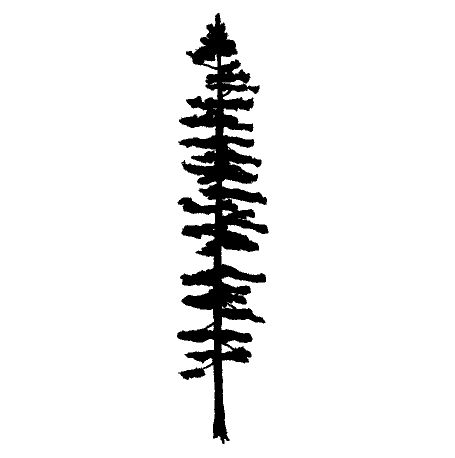 Sitka spruce outline image Spruce Drawing, Spruce Tattoo, Spruce Tree Tattoo, Jewelry Stencils, Alaska Tattoos, Tree Tattoo Arm Sleeve, Tree Silhouette Tattoo, Tree Wedding Ceremony, Pnw Tattoo