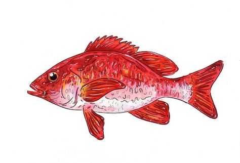 KellerDesignStore - Etsy UK Red Snapper Painting, Prisma Markers, Deep Sea Fish, Fishing Art, Glass Painting Designs, Red Snapper, Fish Illustration, Deep Sea Fishing, Red Fish