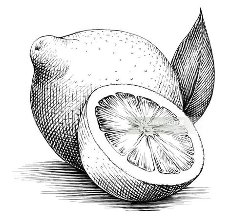 Hatch Drawing, Stylo Art, Lemon Drawing, Ink Drawing Techniques, Stippling Art, Fruits Drawing, Pen Art Drawings, Engraving Illustration, Object Drawing