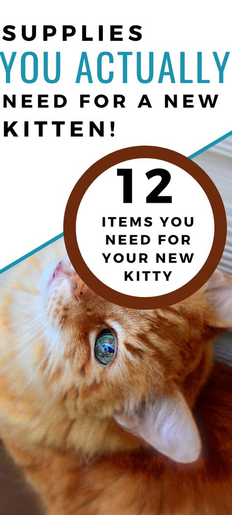 Things You Need For A Kitten, Kitten Needs List, Kitten Supplies List, New Kittens Tips, Kitten Tips Life Hacks, New Kitten Checklist, Kitten Necessities, Introducing Kitten To Dog, Kitten Hacks