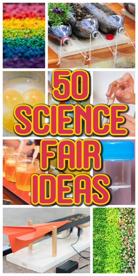 Great Science Fair Projects, Science Fair Project For 2nd Grade, Life Science Science Fair Projects, Science Fair Projects For Elementary 1st, Science Fair Project For Kindergarten, 6 Grade Science Fair Projects Ideas, Grade 6 Science Fair Projects, Fishing Science Fair Projects, Chicken Science Fair Projects