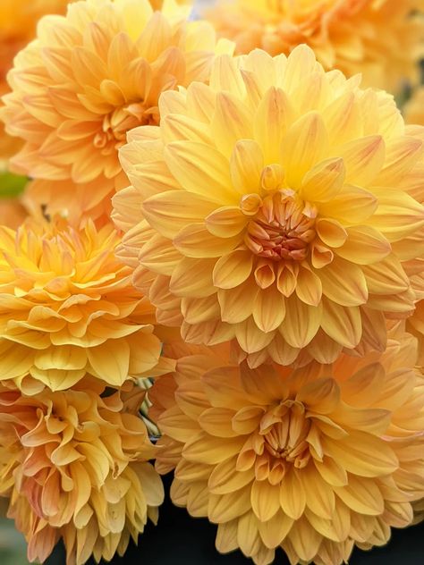 Coseytown Goldilocks – Coseytown Flowers Neutral Color Palettes, Manipura Chakra, Growing Dahlias, Valley Flowers, Flower Farmer, English Country Gardens, Nothing But Flowers, Dahlia Flower, Pretty Plants