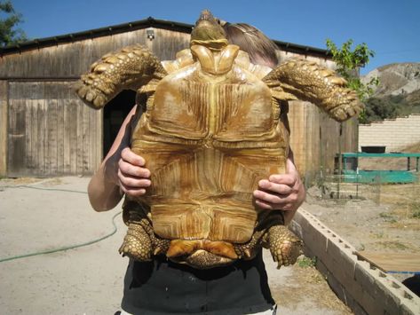 All About the African Sulcata Tortoise - Owlcation African Sulcata Tortoise, Dog Igloo, Tortoise House, Tortoise Enclosure, Tortoise Care, Tortoise Habitat, Turtle Habitat, Turtle Time, Sulcata Tortoise