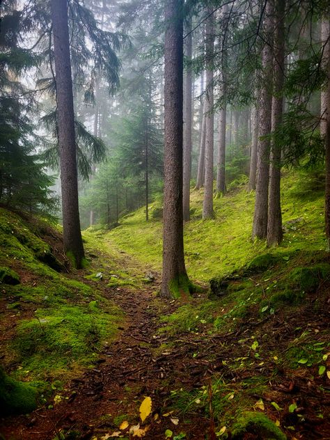 swiss forest King Thrushbeard, Swiss Forest, Germany Forest, German Forest, Swiss Countryside, European Forest, German Countryside, Mystical Forest, Black Forest