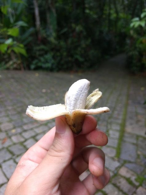 Banana Meme, Mini Bananas, Food Memes, Banana Plants, Small Banana, Dirty Memes, Banana Tree, Tiny Plants, Dirty Mind