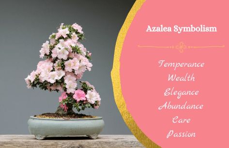 List of symbolism of azalea flowers. Flower Symbols, Azalea Flower, Flower Symbol, Popular Flowers, Flower Meanings, Cute Birthday Gift, Bonsai Trees, Bonsai Tree, The Culture