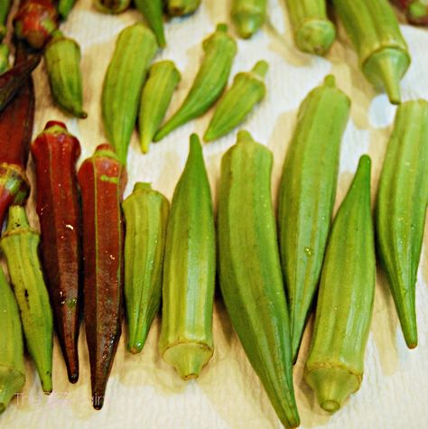 How To Pickle Okra, Pickle Okra, Pickled Okra Recipes, Okra Benefits, Refrigerator Pickle Recipes, Pickled Vegetables Recipe, Homemade Pickles Dill, Canning Tools, Southern Foods