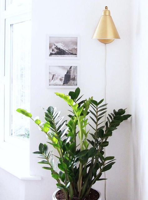 Zz Plant Decor, Indoor Fig Trees, Wall Plants Indoor, Country Bedroom Design, Wall Plants, Houseplants Low Light, Low Light Indoor Plants, Sansevieria Plant, Ficus Lyrata