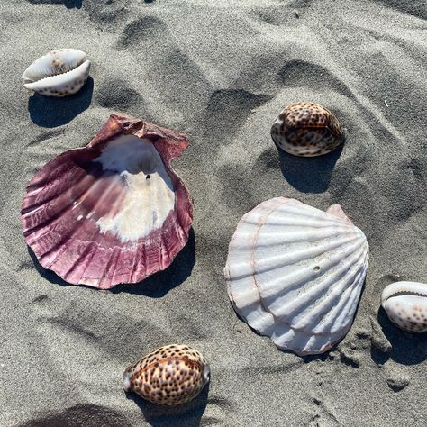 🐆🐚 Lions Paw Shells + Tiger Cowrie Shells have restocked!! #shells #lionspaw #tigercowrie #seawitch #seamagic #spiritualshop Cowrie Divination, Cowrie Shell Divination, Tiger Cowrie Shell, Seaworld Gold Coast, Ocean-inspired Cowrie Shell For Beach, Gold Starfish Shell For Beach, Lion Paw, Sea Witch, Cowrie Shell