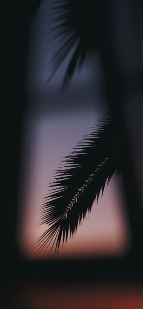 Branch Silhouette, Palm Branch, Black Wallpaper Iphone Dark, Iphone11 Pro, Blue Wallpaper Iphone, Abstract Wallpaper Backgrounds, Whatsapp Wallpaper, Cool Wallpapers For Phones, Abstract Art Wallpaper