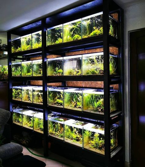 Aquarium Shop Interior Design, Fish Tank Rack, Aquarium Rack, Aquarium Room, Fish Room, Biotope Aquarium, Aquarium Store, Fish Store, Aquarium Shop